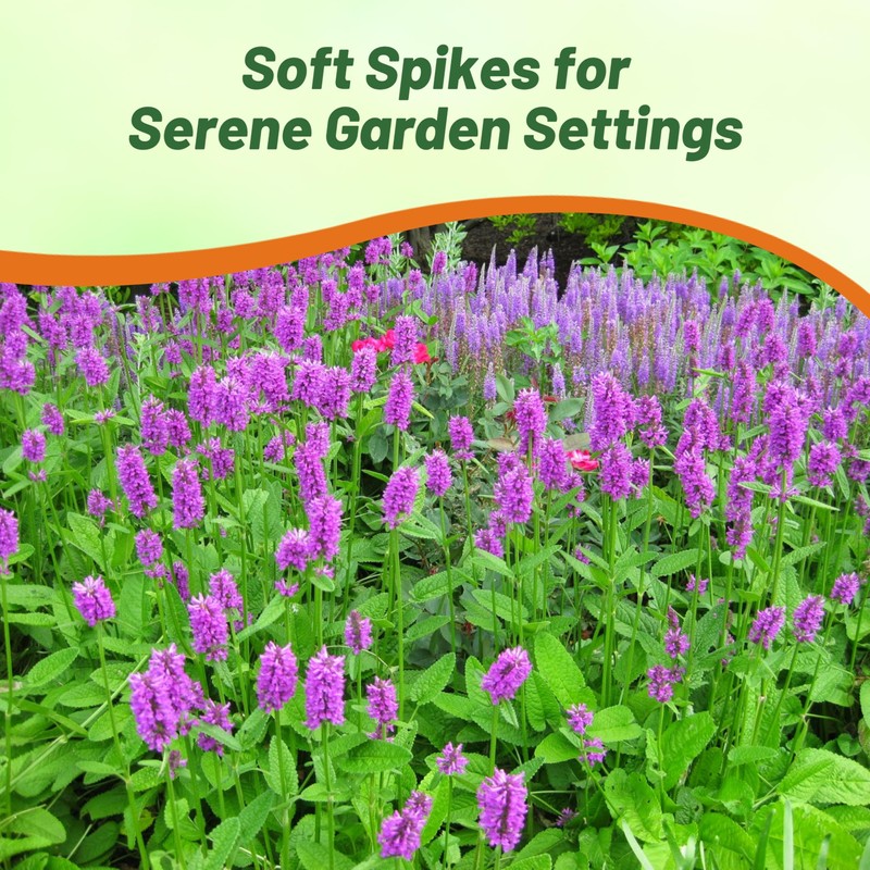 Outsidepride Stachys Betony Lamb's Ear Seeds - 500 Pcs Perennial