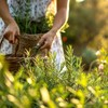 The Old Farmer's Almanac Heirloom Culinary Rosemary Herb Seeds -