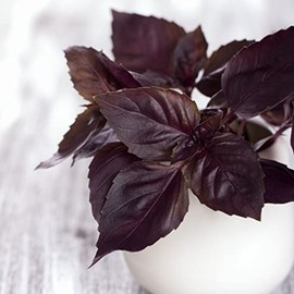 Eden Brothers Basil Seeds (Organic) - Dark Opal Non-GMO Seeds for Planting, 1 Ounce | Low-Maintenance Herb Seeds, Plant During Spring Season, Zones 10, 3, 4, 5, 6, 7, 8, 9