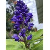 Manoa Hawaii Grown Blue Ginger Dichorisandra Thyrsiflora plant cutting 3