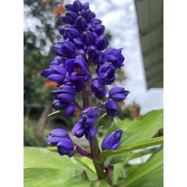 Manoa Hawaii Grown Blue Ginger Dichorisandra Thyrsiflora  plant cutting 3 count stock