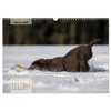 Welpenspaß (Wandkalender 2026 DIN A3 quer), CALVENDO Monatskalender: Niedliche, agile
