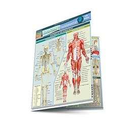 Anatomy Fundamentals: Life Science (Quick Study Academic)