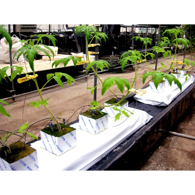 yasai is Cultivation (Made) (75H x W x 75l) 8 Pack