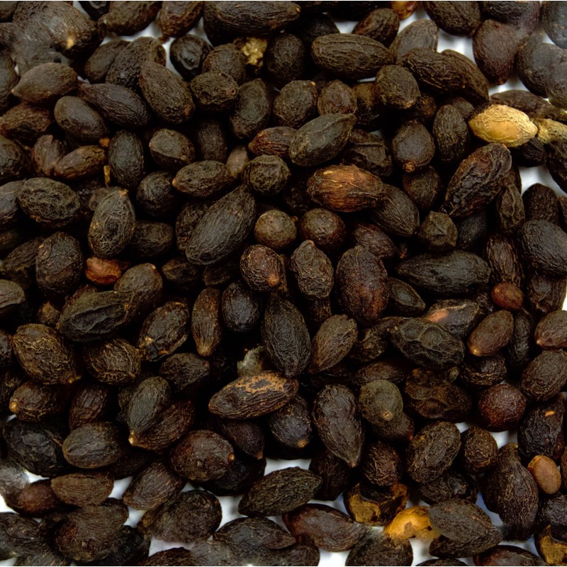 Palm Beach Medicinal Herbs - Saw Palmetto (Serenoa repens) -