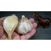 Fresh organic elephant garlic bulbs 2 pounds
