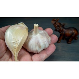 Fresh organic elephant garlic bulbs 2 pounds