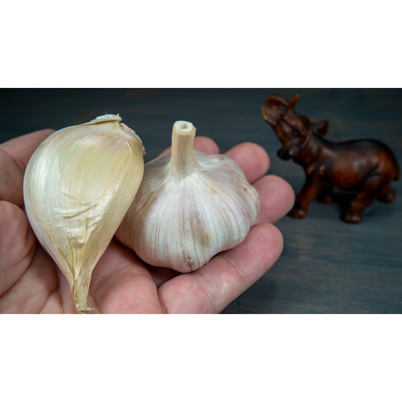 Fresh organic elephant garlic bulbs 2 pounds