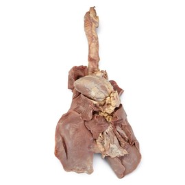 Carolina's Perfect Solution Sheep Pluck, Plain, Pail