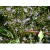 Fresh Woodland Lettice Lactuca floridana Native Wildflower 50 seeds from