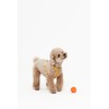 PETHROOM [Festroom] Anti-Shock Manners Leash Dog Walking Lead Neck Collar
