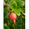 Carissa macrocarpa - Natal plum/ Harvested September 3rd 2020 -