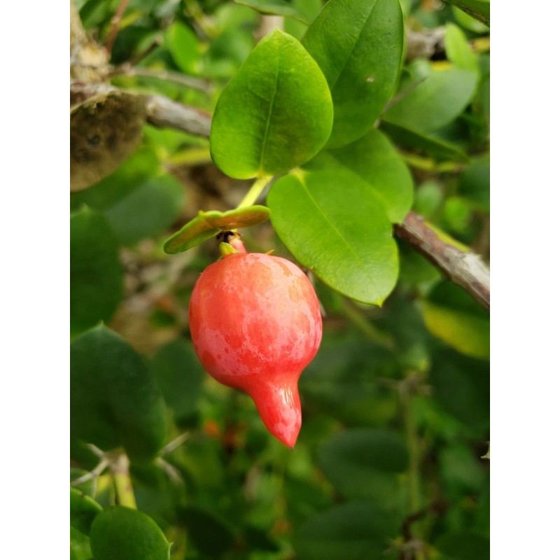 Carissa macrocarpa - Natal plum/ Harvested September 3rd 2020 -