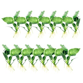 Mainam Anubias Barteri Broad Leaf Tropical Freshwater Live Aquarium Plant Decorations (12 Pack)