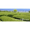 Try Green Tea Hanako Sakura Green Tea Bag, 0.08 oz