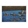 Avery GHG Hunter Series Life Size Waterfowl Decoys | 60/40