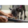 Dr. Jeff Werber Performance CadaFlex Joint Chews for Dogs -