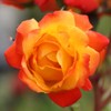 Heirloom Roses Climbing Rose Plant - Piñata Climber Rose Bush,
