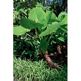 Van Zyverden Jumbo Upright Elephant Ears - Set of 1 Bulbs, Summer Foliage, 9-11''