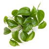 Altman Plants Golden Pothos Plant Live House Plant Live Plants,