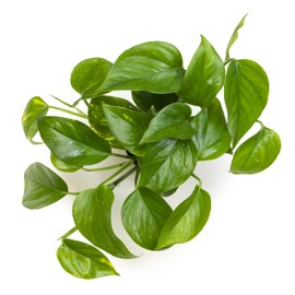 Altman Plants Golden Pothos Plant Live House Plant Live Plants, Trailing Plants Live Houseplants, Golden Pothos Live Plant Houseplant, Live Pothos Devils Ivy Live Plant Vine Money Plant Indoor Plants