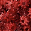 US Snacks Candied Dried Hibiscus Flowers, Dehydrated Hibiscus Bite Snack,