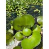 TWO Water Hyacinth Pond Plant Floating Pond Plants Healthy Bunch