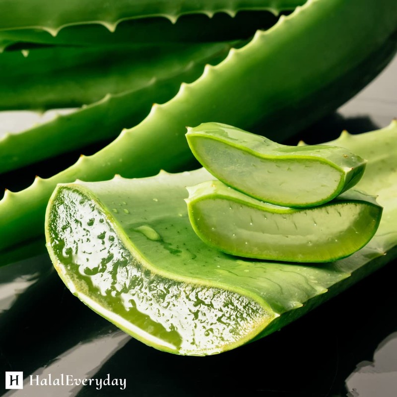 SAAQIN Aloe Vera Butter – 16 Oz