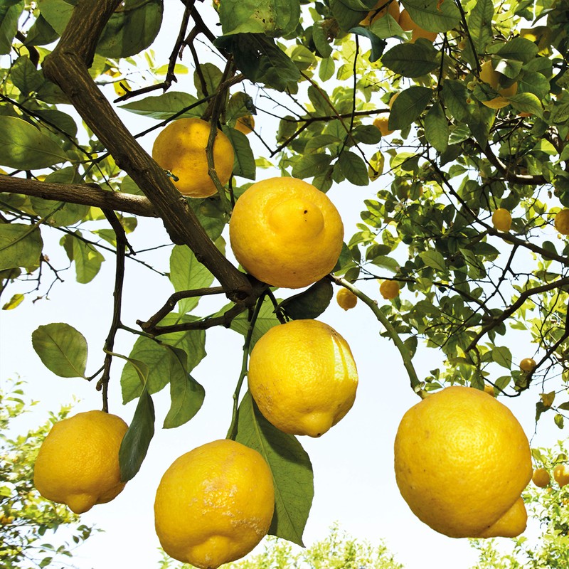 Weleda 24 Hour Roll-On Deodorant, Citrus,Yellow 1.7 Fluid Ounce