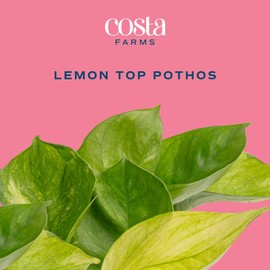 Costa Farms Lemon Top Pothos, Rare Unique Live Indoor Plant in 6-Inch Self-Watering Houseplant Pot, Potting Soil, Trending Tropicals Collection, Room and Home Decor