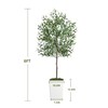 ESPIDOO 6FT Artificial Olive Tree: Modern Silk Plant with White