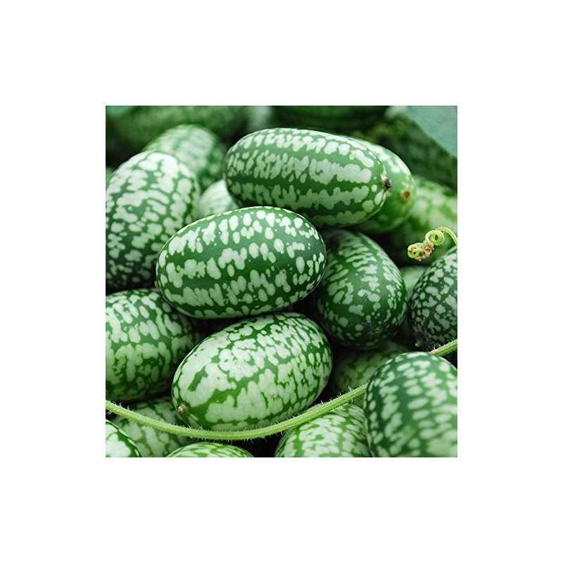 Mexican Miniature Watermelon 15 Seeds -Melothria scabra