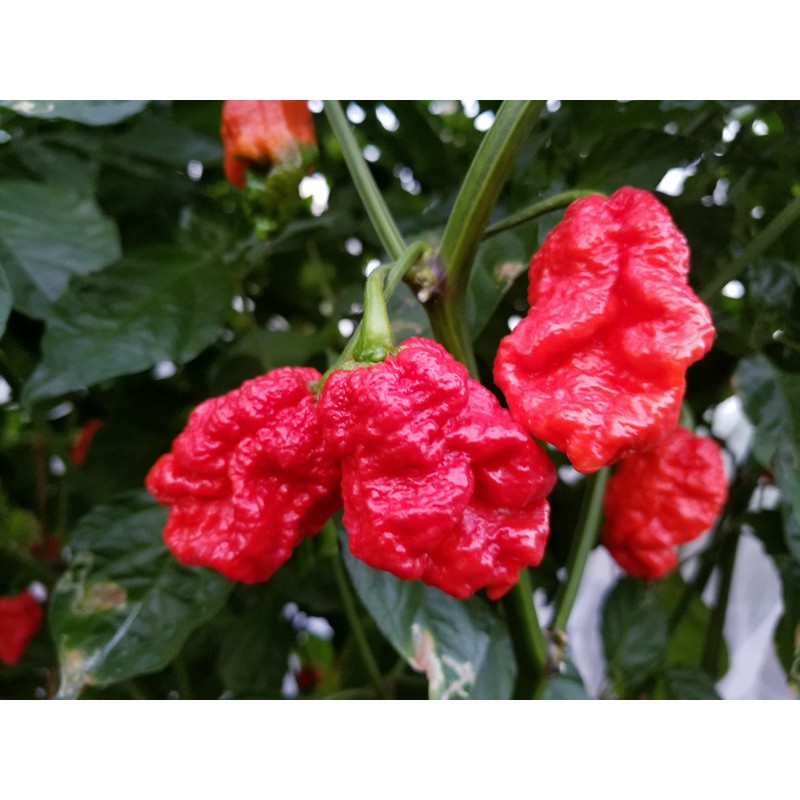 Skunk Red Hot Pepper 10+ Seeds