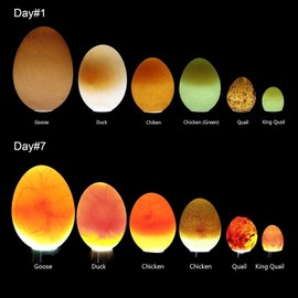 ziyue Egg Detector Light, Hatcher, Egg Detection Light, Hatcher, Hatcher, Flashlight, Egg, Quail, Duck, Parakeet, Ostrich, Bird, Egg, Egg, Egg, Hatching, Egg, Egg, Egg, Hatching, Black