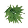 Club Pack of 12 Green Fern Leaf Tropical Island Luau