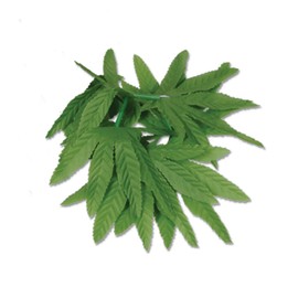 Club Pack of 12 Green Fern Leaf Tropical Island Luau Party Bracelets Costume Accessory 10"