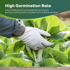 1000 Pak Choi Seeds for Planting - 3+ Grams - White Stem - Heirloom Non-GMO Vegetable Seeds for Planting - AKA Bok Choy, Pok Choi, Chinese Cabbage