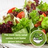 Sow Right Seeds - Bulk Mixed Heirloom Lettuce Seeds for