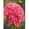 Light Pink Brain Celosia! 25 SEEDS! 2-4 ft tall