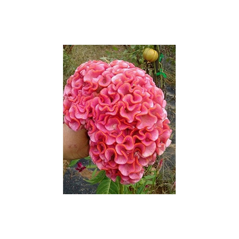 Light Pink Brain Celosia! 25 SEEDS! 2-4 ft tall