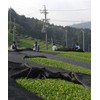 Shizuoka Prefecture First Picked Ichiban Tea 100% Green Tea Leaf