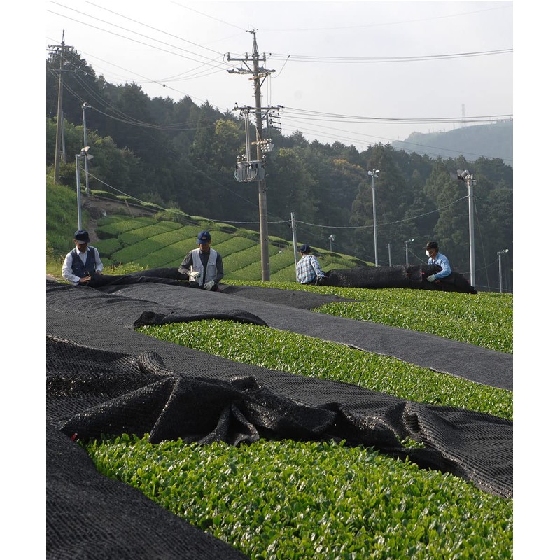 Shizuoka Prefecture First Picked Ichiban Tea 100% Green Tea Leaf