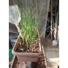5X Fresh Purple Wight Garlic Bulbs for Planting Autumn and