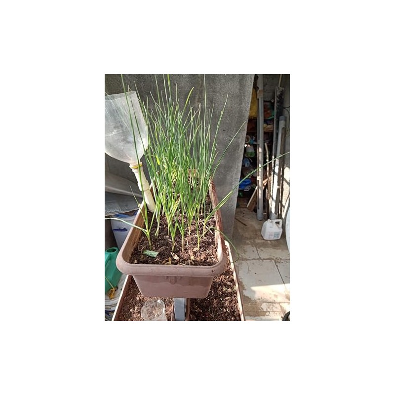 5X Fresh Purple Wight Garlic Bulbs for Planting Autumn and