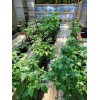 Carolina REAPER Chocolate Fire Pepper Seeds Super Hot 2.2+ Million
