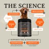 Shield Allergy Immune Support Supplement for Dogs by Alpha Dog