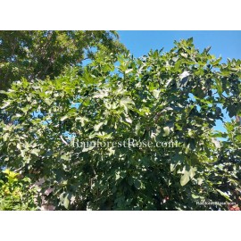 RainforestRose.com Fig leaves FRESH cut / DRY tree Organic Grown from USA leaf food wrap tea dimsum - 20, Dry crumbs and washed