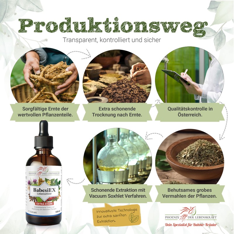 Phoenix der Lebenskraft BabesiEx Elixir of Life