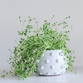 Creative Co-Op White Terracotta Bubbled Design Planter Pot White 6.25 x 4.75