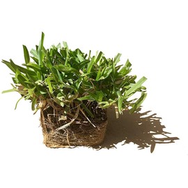 St. Augustine 'Seville' Sod - 54 Live Plugs - Drought, Salt & Shade Tolerant Turf Grass